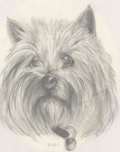 K. Hall - Signed 20th Century Graphite Drawing, Yorkshire Terrier