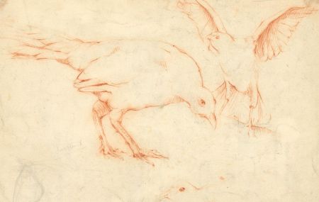 Early 20th Century Sanguine - Study of Birds