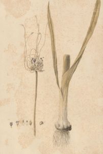 Curtis - Original 1790 Watercolour, Study of Sand Garlick