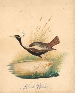 Late 19th Century Watercolour - Black Houkin