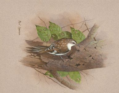 Paul Dawson - Late 19th Century Watercolour, Tree Creeper