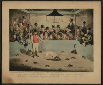 19th Century Aquatint - Billy, The Celebrated Rat Killing Dog