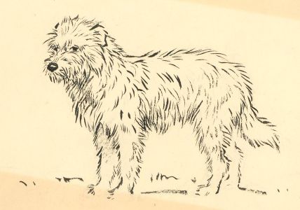 John Murray Thompson (1885-1974) - 1930 Pen and Ink Drawing, Boarder Collie