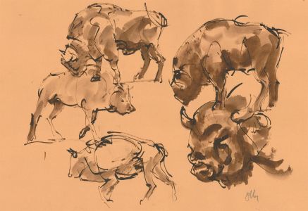 Ronald Olley (b.1923) - Signed Mid 20th Century Pen and Ink Drawing, Study of a Bull