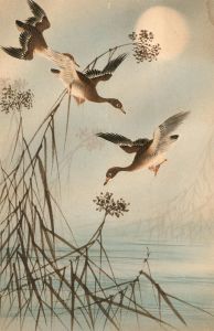 A Pair of Early 20th Century Prints - Bird Studies