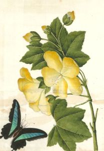 Early 20th Century Watercolour - Golden Flower & Butterfly