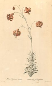 John Edwards (1742-1815) - 1769 Engraving, Carmine Lily of Byzantium