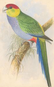 Late 19th Century Watercolour - The Parrot