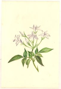 Three 1855 Watercolours - Floral Studies