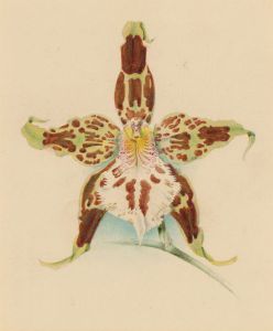 John L. Macfarlane (1836-1931) - 1896 Watercolour, Odontoglossum Hallii