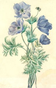 Mid 19th Century Watercolour - Anemone Coronaria