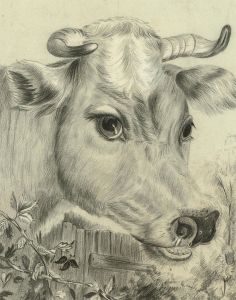 Early 20th Century Graphite Drawing - The Gentle Cow