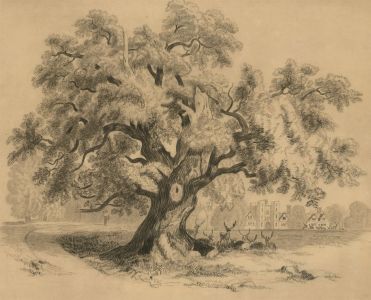 Mid 20th Century Charcoal Drawing - Stages by the Tree