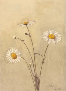 Amy K. Selby (fl.1892-1926) - Signed 1982 Watercolour, Daisy