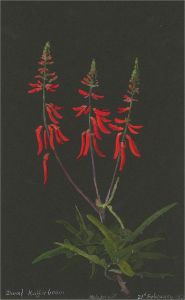 1932 Watercolour - Dwarf Kaffir Bloom