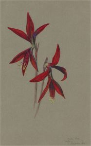 1931 Watercolour - Malta Lilies