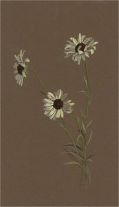 1932 Watercolour - Ox Eye Daisies