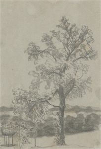 Early 19th Century Graphite Drawing - Group Of Woodland Studies