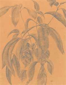 Mid 20th Century Charcoal Drawing - Botanical Study