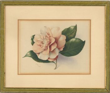 A.D. - 1850 Watercolour, Light Pink Flower Study