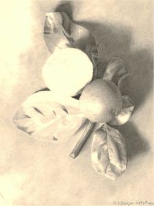 Amy F. Bridges - 1894 Charcoal Drawing, Apple Sprig