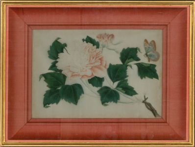Early 20th Century Watercolour - Peony with Butterfly