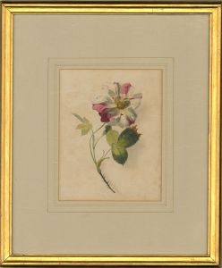 Mid 19th Century Watercolour - Wild Rose