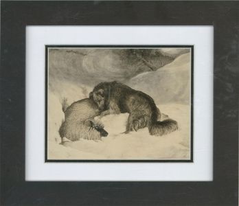1885 Pen and Ink Drawing - Heroic Dog Saves Sheep In A Blizzard