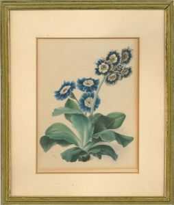 A.D. - 1844 Watercolour, Study of Blue Flowers