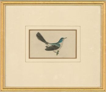 Mid 19th Century Watercolour - Blue Bird Study