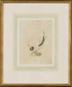 Framed Mid 19th Century Watercolour - Future Cabbage White Butterflies
