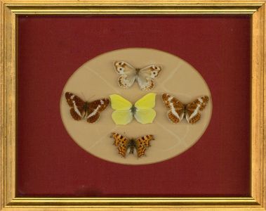 Mary Cecilia Crompton - Mid 20th Century Misc, Butterfly Collection