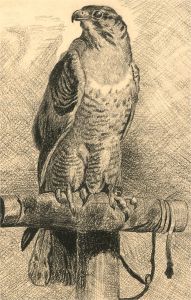 Framed Mid 20th Century Charcoal Drawing - The Falcon