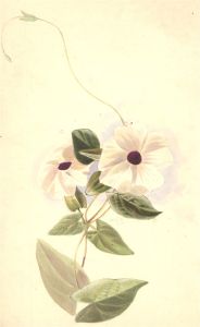W. A. Wright - Framed Late 19th Century Watercolour, Botanical Study