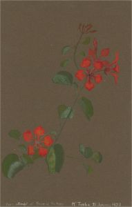 Early 20th Century Watercolour - Red Flowers On A Vine