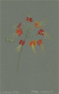 Early 20th Century Watercolour - East African Shrub Study