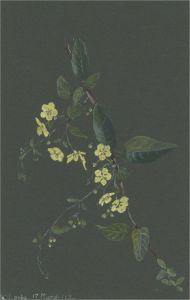 1932 Watercolour - Yellow Creeper