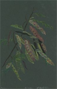 Early 20th Century Watercolour - Acacia Branch