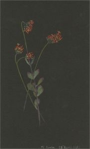 1932 Watercolour - Botanical Study