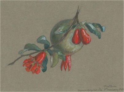 1932 Watercolour - Pomegranate and Flowers
