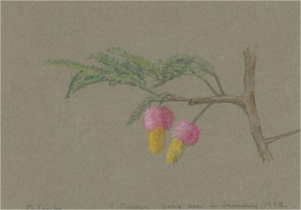 1932 Watercolour - Mimosas Going Over In January