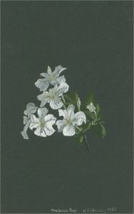 1932 Watercolour - White Blossom