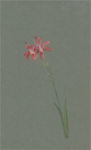 1932 Watercolour - Pink Blooms