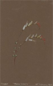 1932 Watercolour - Mena Lobata