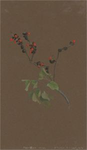 1932 Watercolour - Kaffir Seeds