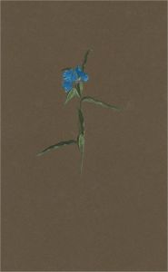 1932 Watercolour - Miniature Blue Iris
