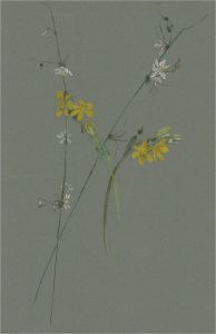 1932 Watercolour - Yellow And White Flowers