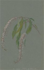 1932 Watercolour - Botanical Study II