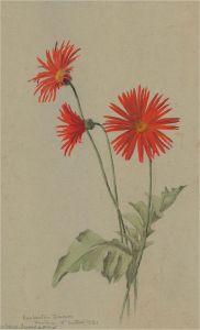 1931 Watercolour - Barberton Daisies