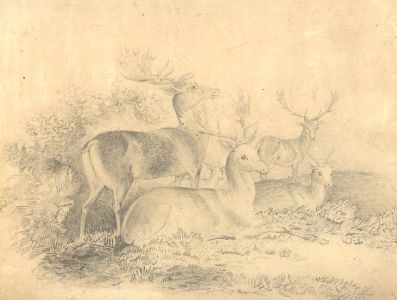 Mid 19th Century Graphite Drawing - Resting Deer